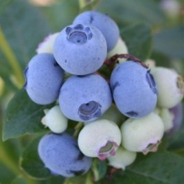 Жидек өсімдіктерінің питомнигі