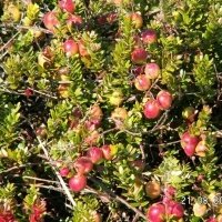 Жидек өсімдіктерінің питомнигі