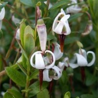 Жидек өсімдіктерінің питомнигі