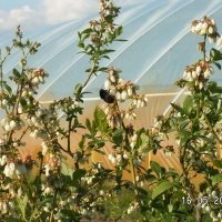 Жидек өсімдіктерінің питомнигі