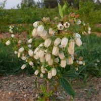 Жидек өсімдіктерінің питомнигі