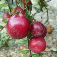 Жидек өсімдіктерінің питомнигі