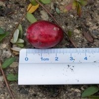 Жидек өсімдіктерінің питомнигі