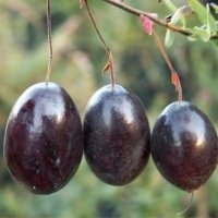 Жидек өсімдіктерінің питомнигі