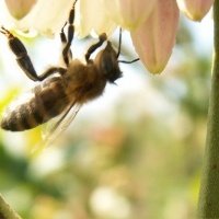 Жидек өсімдіктерінің питомнигі