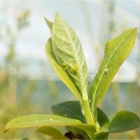 Жидек өсімдіктерінің питомнигі