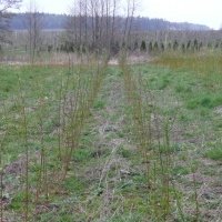 Жидек өсімдіктерінің питомнигі