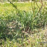 Жидек өсімдіктерінің питомнигі