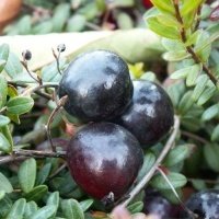 Жидек өсімдіктерінің питомнигі