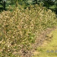 Жидек өсімдіктерінің питомнигі