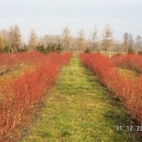 Жидек өсімдіктерінің питомнигі