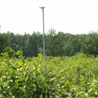 Жидек өсімдіктерінің питомнигі