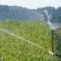 Жидек өсімдіктерінің питомнигі