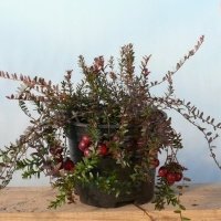 Жидек өсімдіктерінің питомнигі